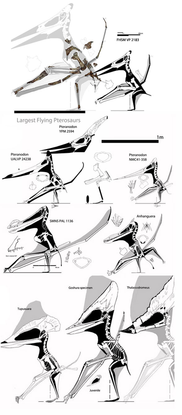 Largest flying pterosaurs to scale