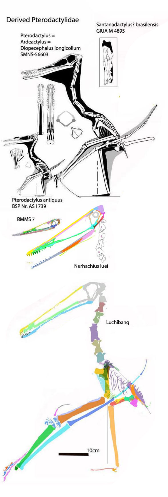 Pterodactylus longicollum and Luchibang skeletons