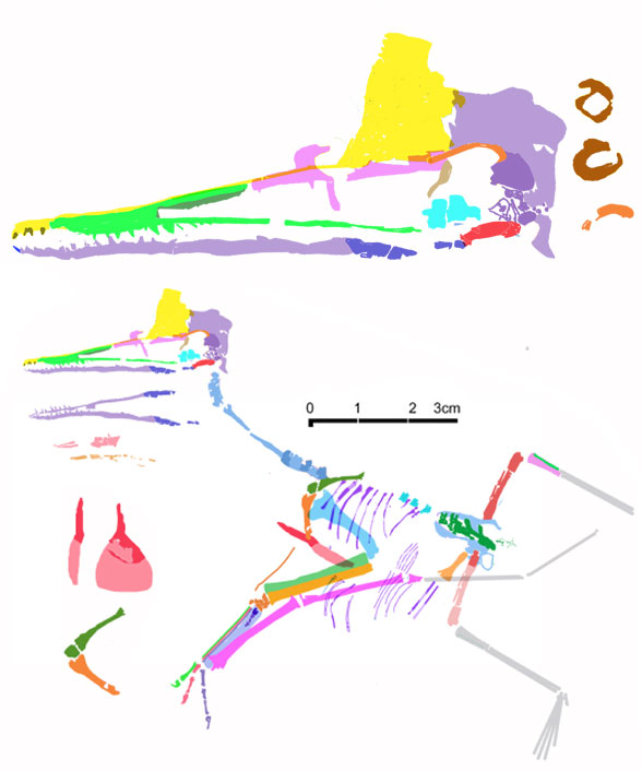 Ningchengopterus reconstruction