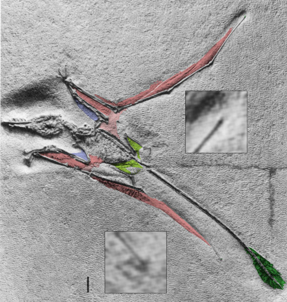 Rhamphorhynchus n11 in situ