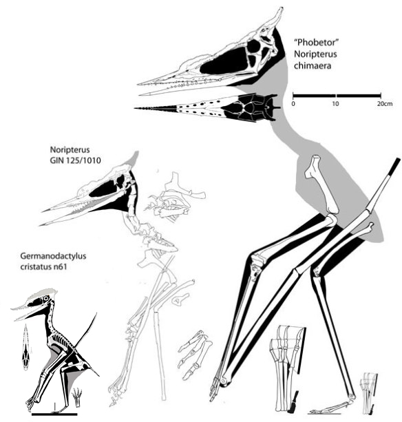 Noripterus reconstructed