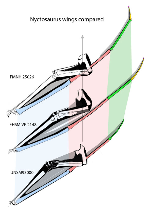 Nyctosaurus wings