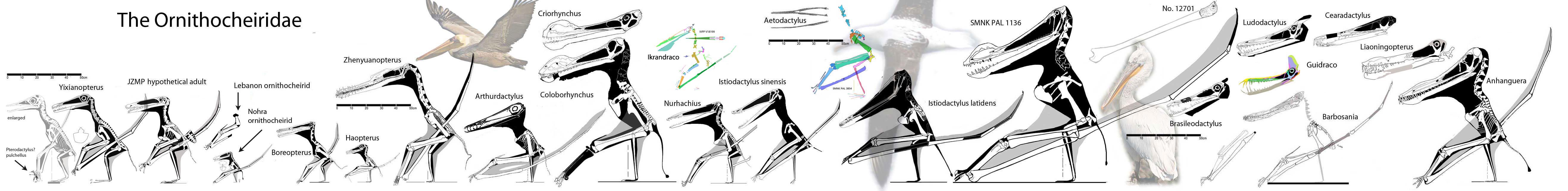 Ornithocheiridae