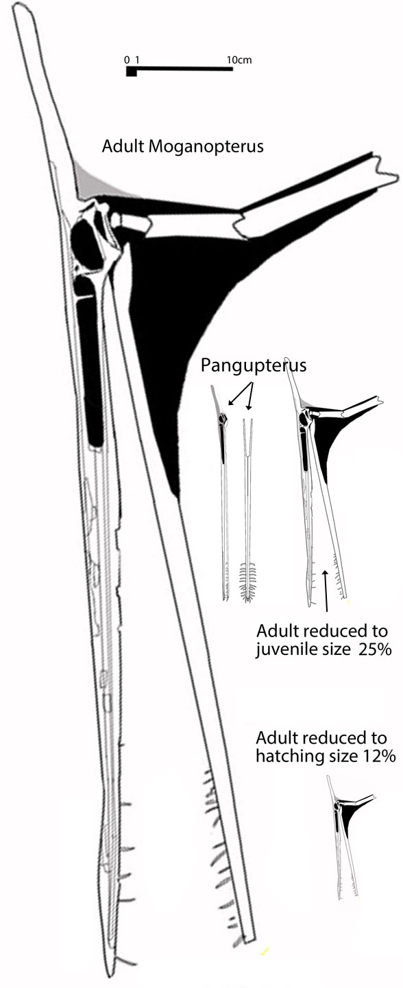 Pangupterus_Morganopterus_compared