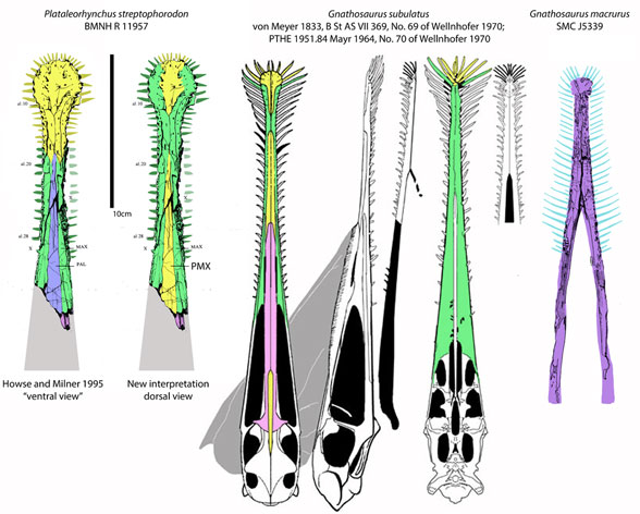 Plataleorhynchus