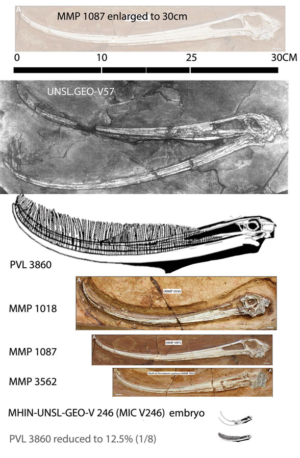 Pterodaustro ontogeny growth