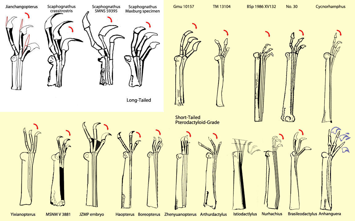 Scaphognathus fingers