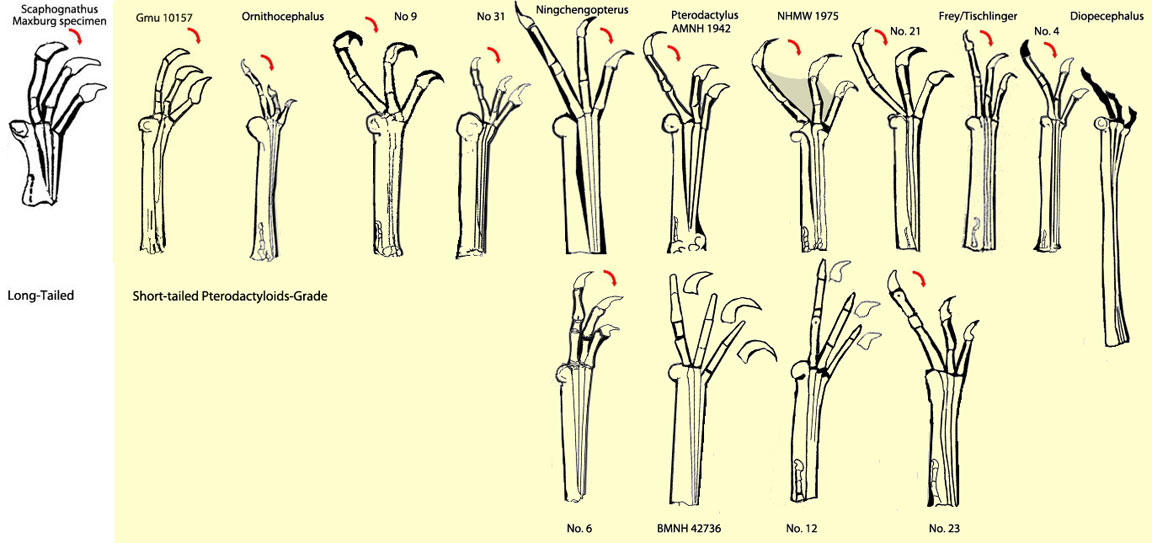 Pterosaur fingers to Pterodactylus