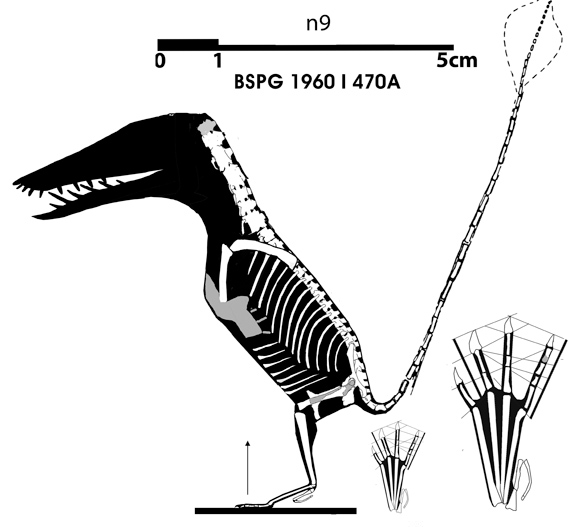 Rhamphorhynchus n9