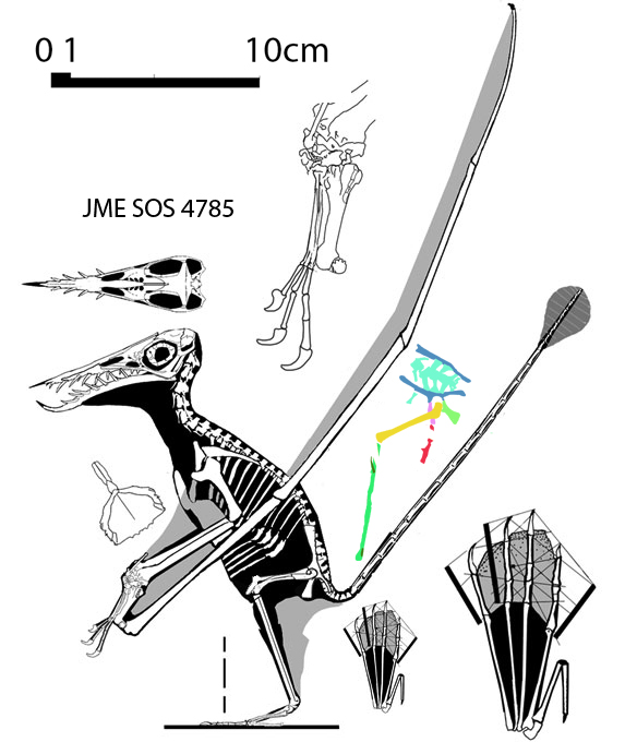 Rhamphorhyncbus muensteri, the darkwing specimen