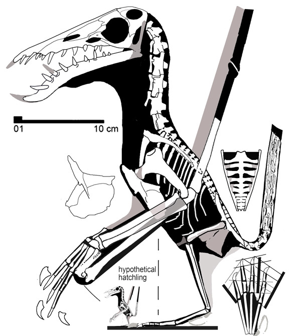 Rhamphorhynchus longicepts no. 81