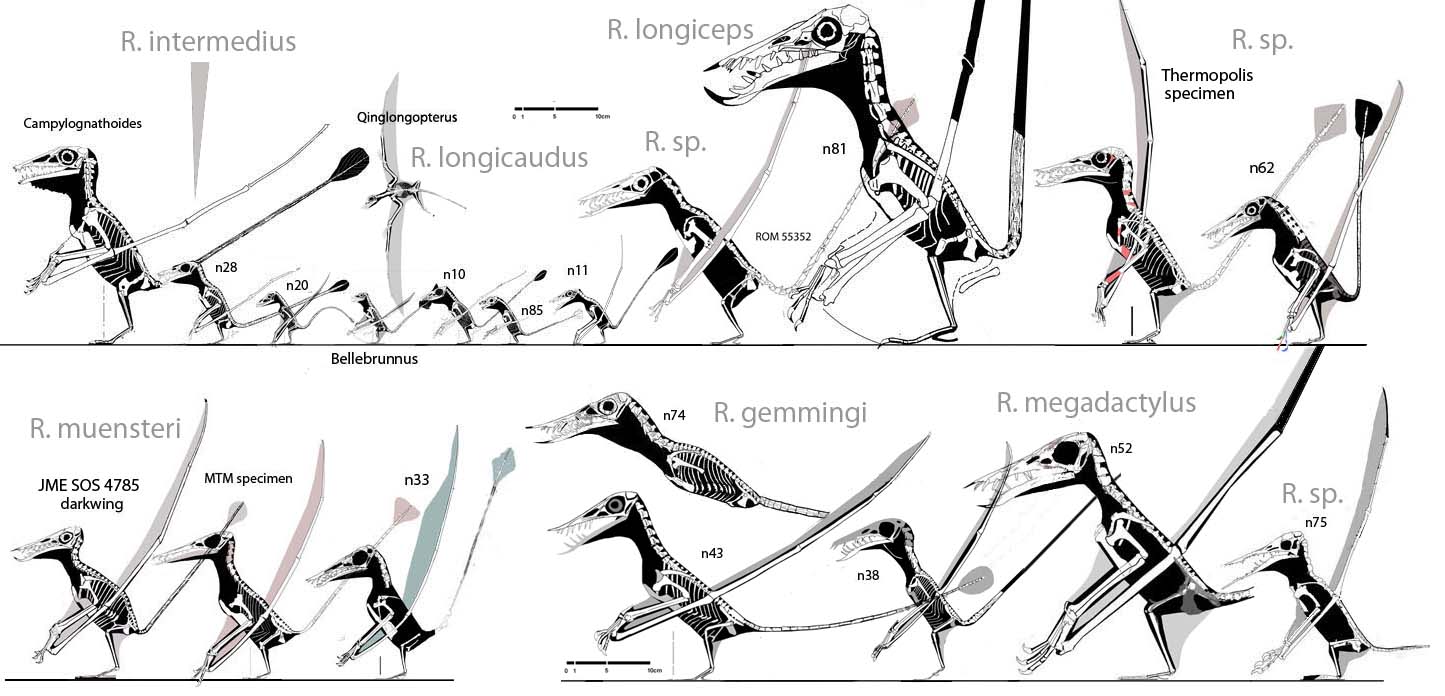 Rhamphorhynchus clade