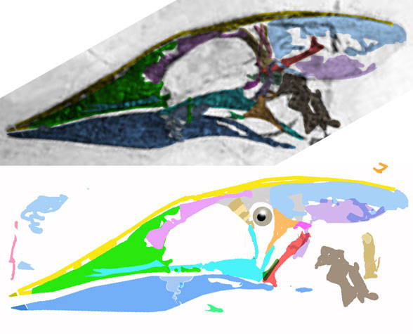 Sauriermuseum Aathal specimen skull