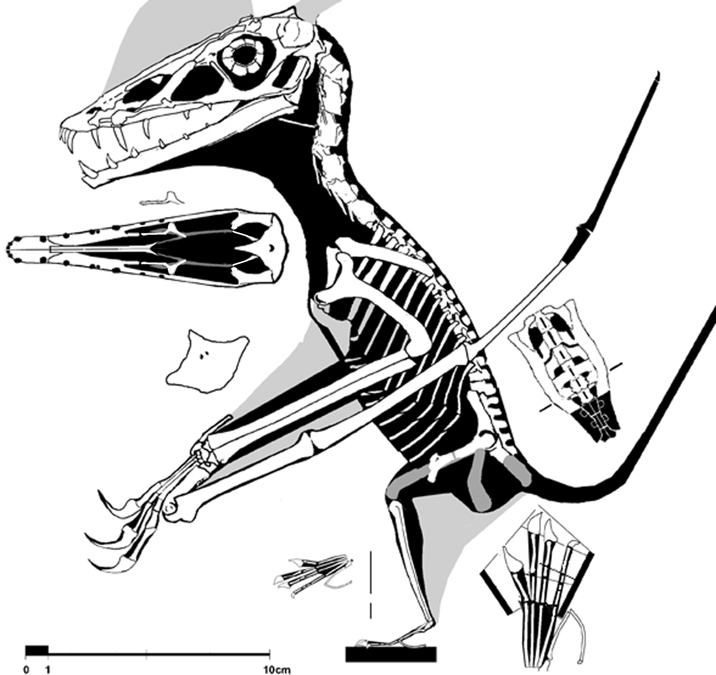 Scaphognathus No. 109