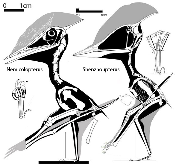 Shnezhoupterus and Nemicolopterus