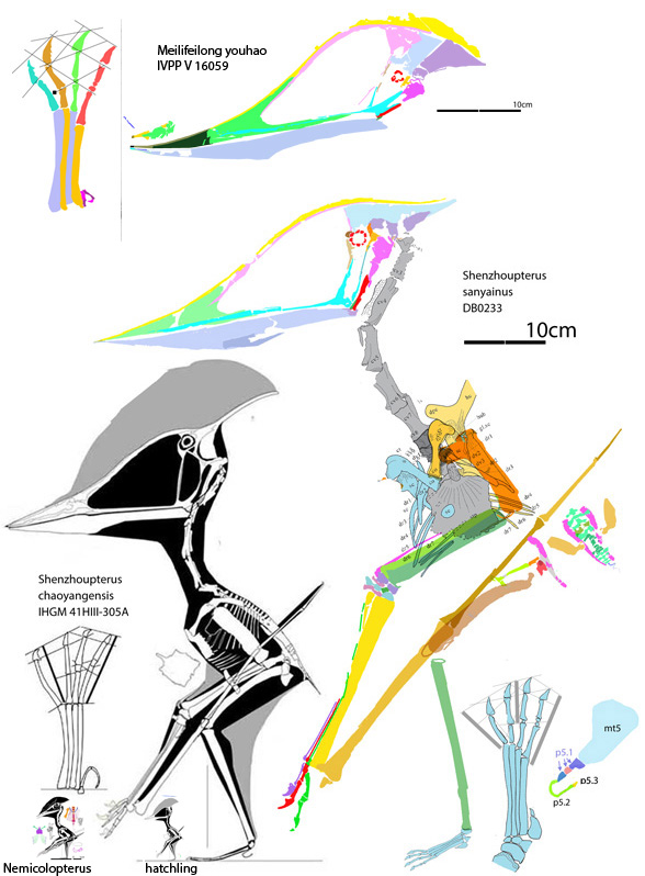 Shenzhoupterus sanyainus compared to the holotype