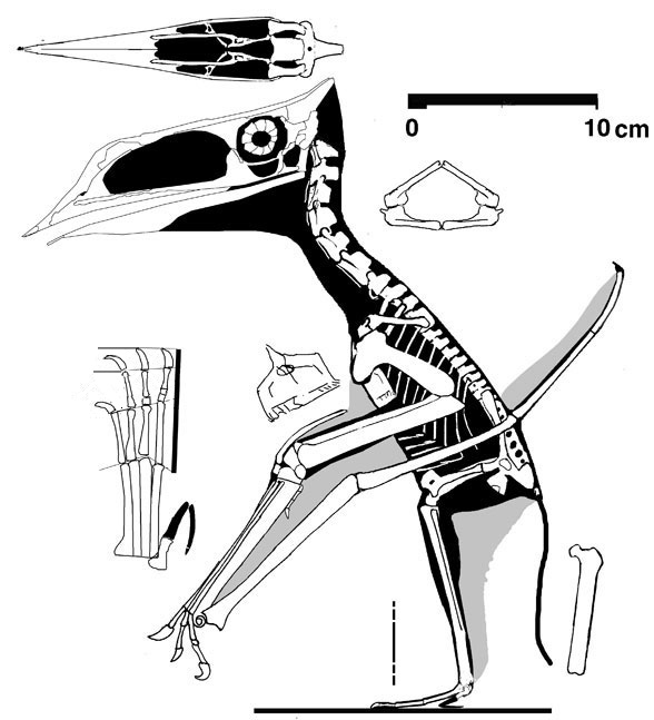 Sinopterus dongi