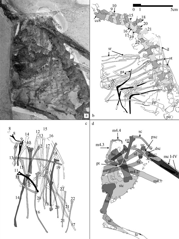 Sos 2428, the flightless pterosaur torso and wing