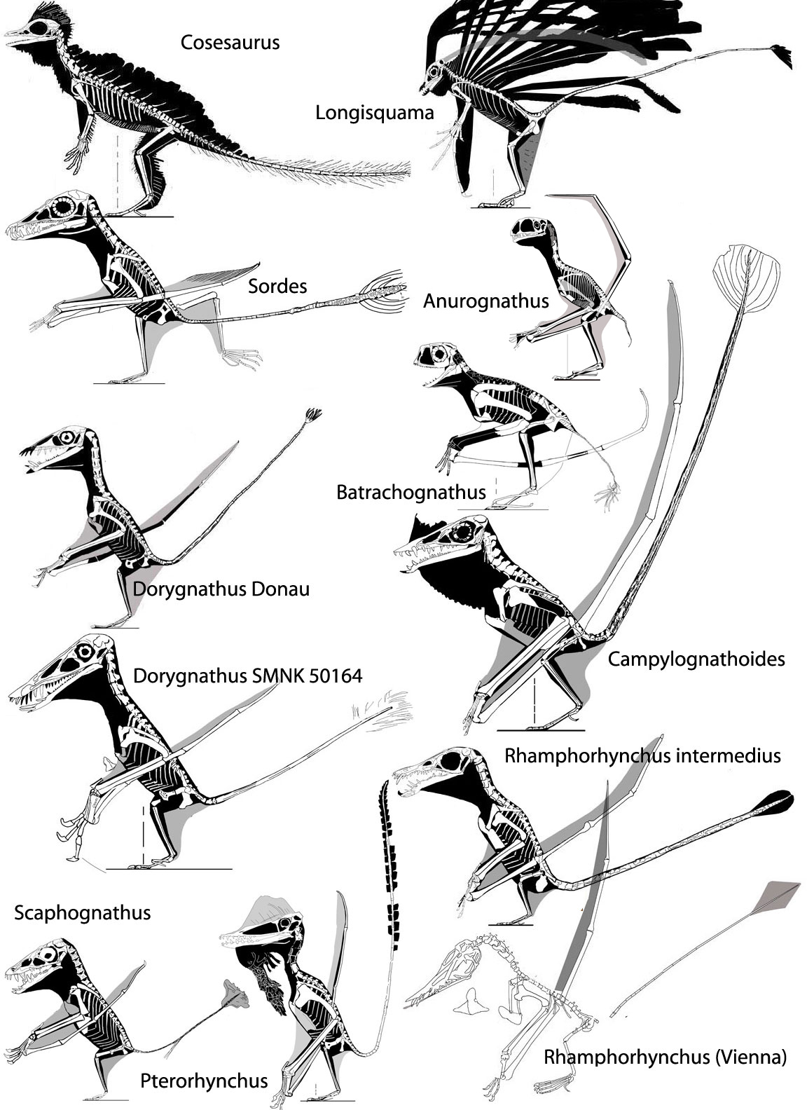 Pterosaur Tail Vane Evolution