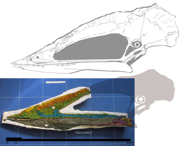 Javelinadactylus