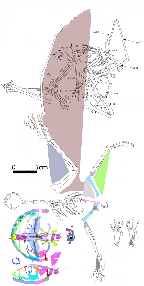 Vesperopterylus reconstructed