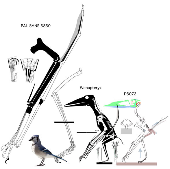 Wenupteryx relatives