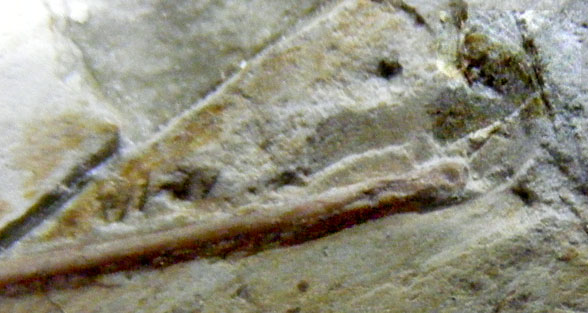 Shenzhoupterus wing ungual