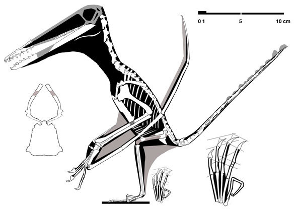 Wukongopterus