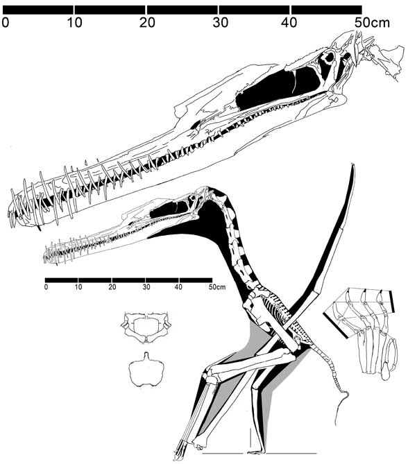 Zhenyuanopterus