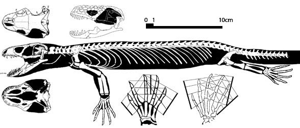 Heloderma