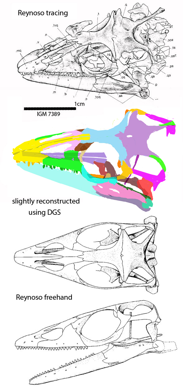 Huehuecuetzpalli skull 4 views