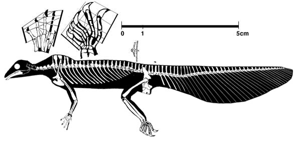 Hypuronector