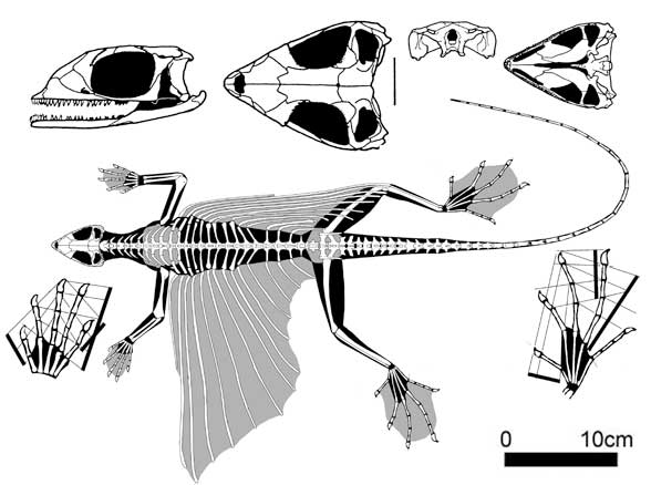 Kuehneosaurus