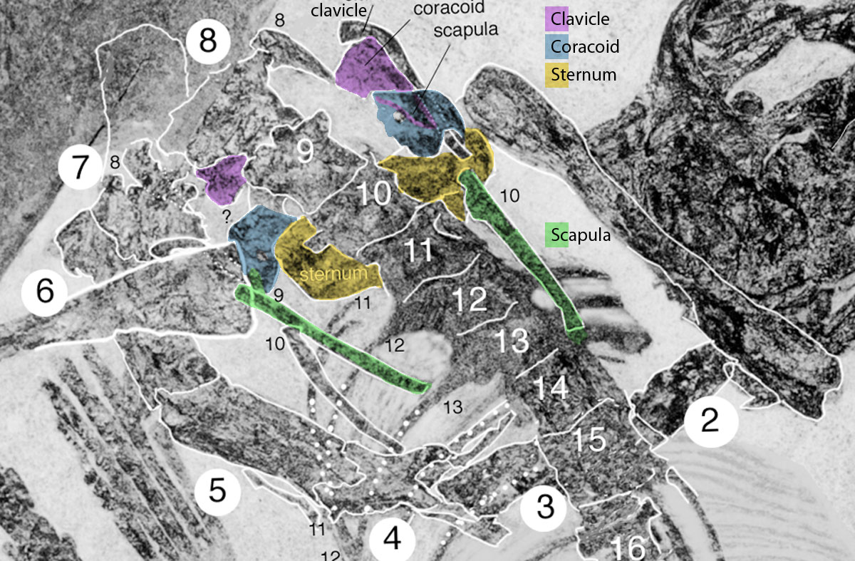 Langobardisaurus pectoral girdle