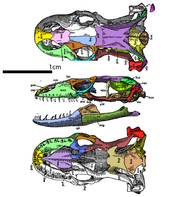 Lanthanotus