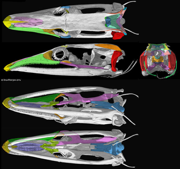 Lialis burtonis skull