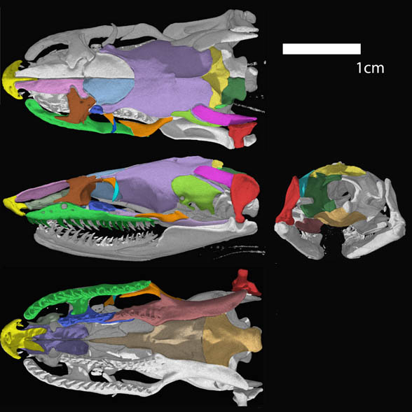 Loxocemus 