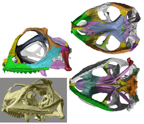 Lyriocephalus skull 3 views