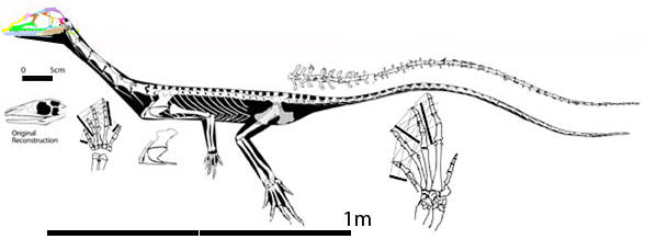 Macrocnemus fuyuanensis