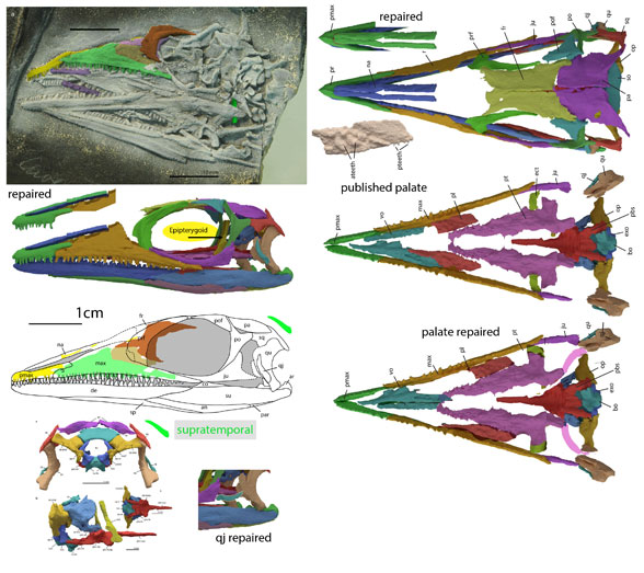 Macrocnemus PIMUZ 2477