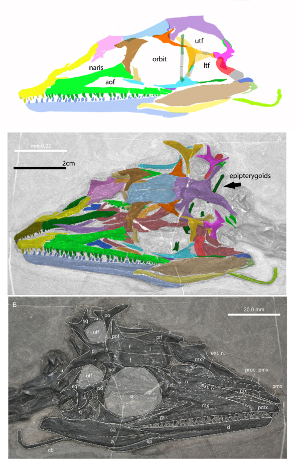 Macrocnemus fuyuanensis