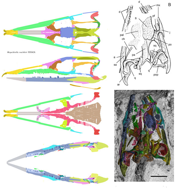 Megachirella skull