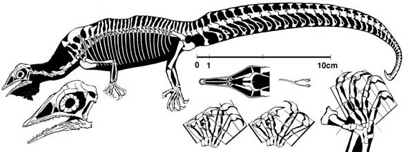 Megalancosaurus