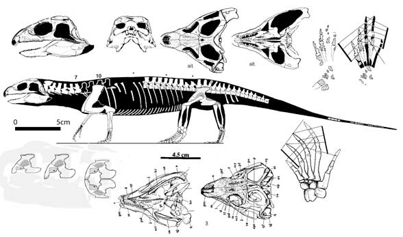 Mesosuchus