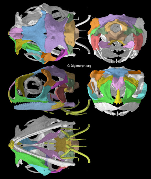 Moloch skull