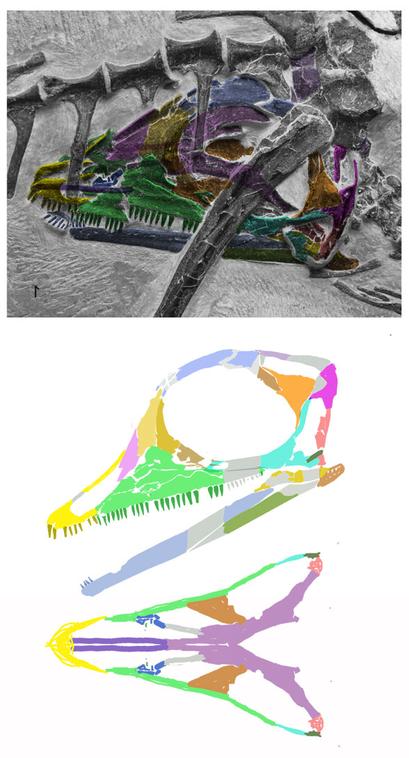 Pectodens skull