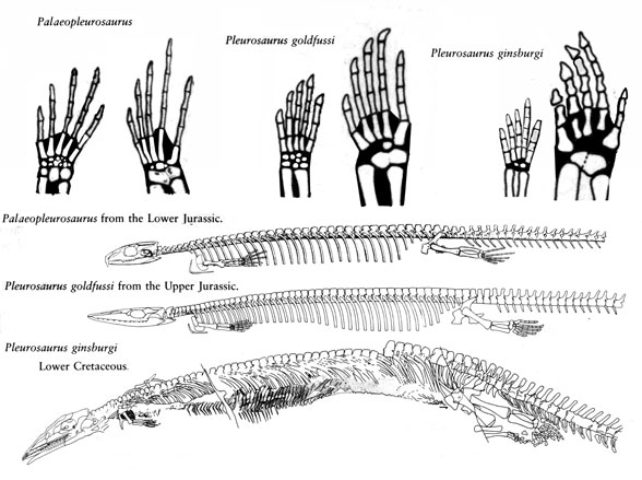 Pleurosaurus and Paleopleurosaurus