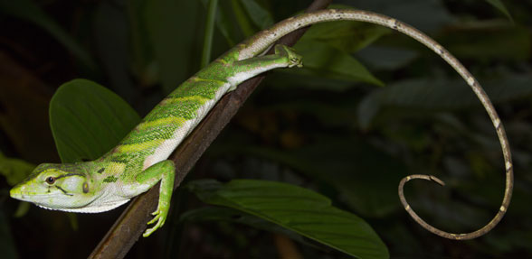 Polychrus mamoratus in vivo