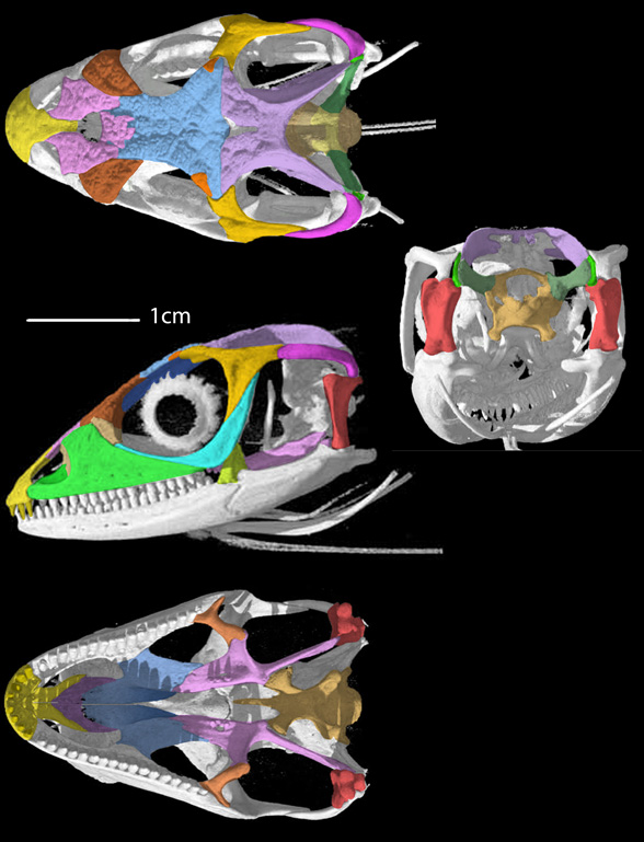 Polychrus marmoratus skull