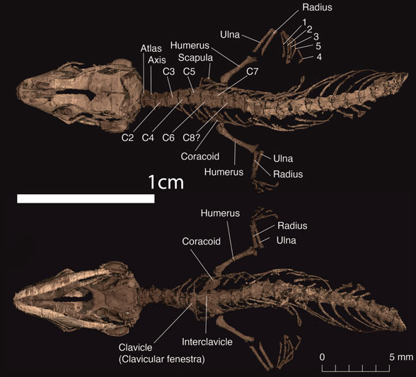 Retinosaurus